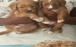 Cockapoo dogs for sale: 2 Beautiful Boy Cockapoo Puppies Left!! - Image 6