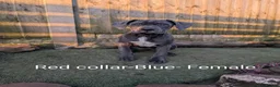 Cane Corso dogs for sale: Female cane corso puppies  - Advert 1