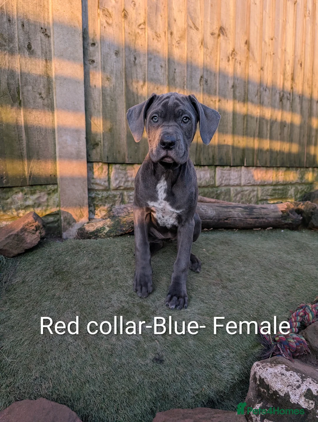 Cane Corso dogs for sale: Female cane corso puppies  - Advert 1