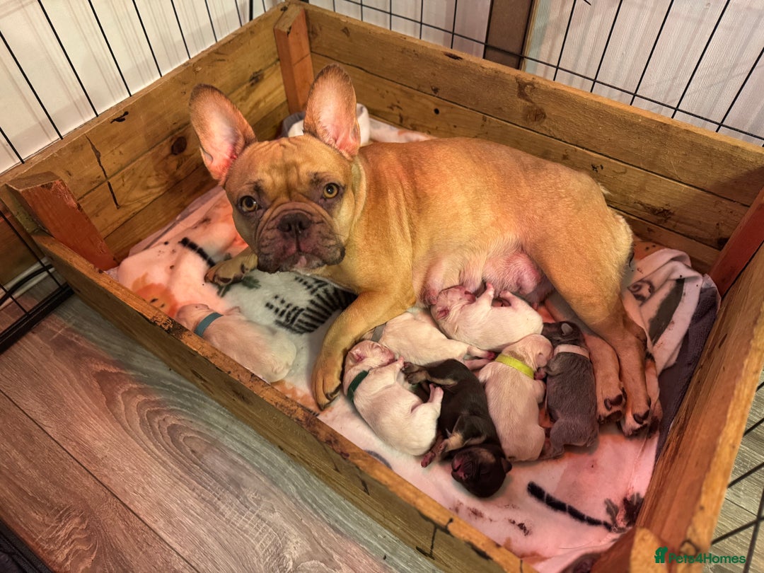 French Bulldog dogs for sale: Last 2 girls left! KC registered French Bulldogs - Advert 10