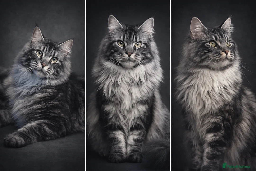 Maine Coon cats for stud: Stunning Maine coon studs available  - Advert 4