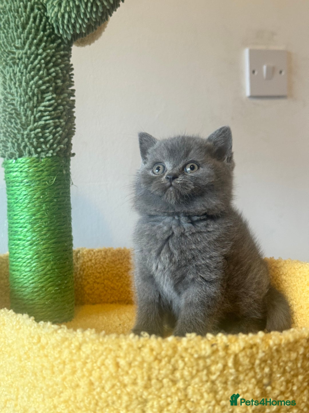 British Shorthair cats for sale: Blue British shorthair 🏆🏆🏆💙💙💙 - Advert 11