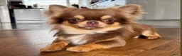 Chihuahua dogs for stud: Russian blood, Russian import stud - Advert 10
