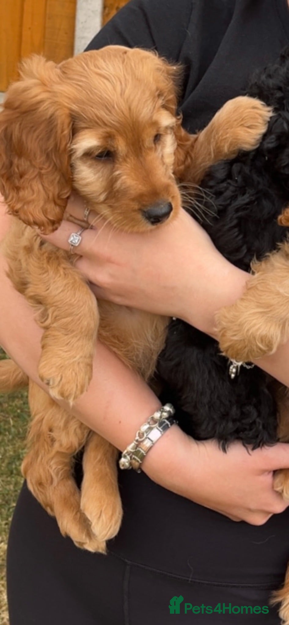 Cockapoo dogs Stunning Cockapoo Puppies 2 boys left ready now 🥰 - Advert 2