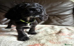 Cocker Spaniel dogs for sale: Show type Cocker Spaniel Puppies - Image 14