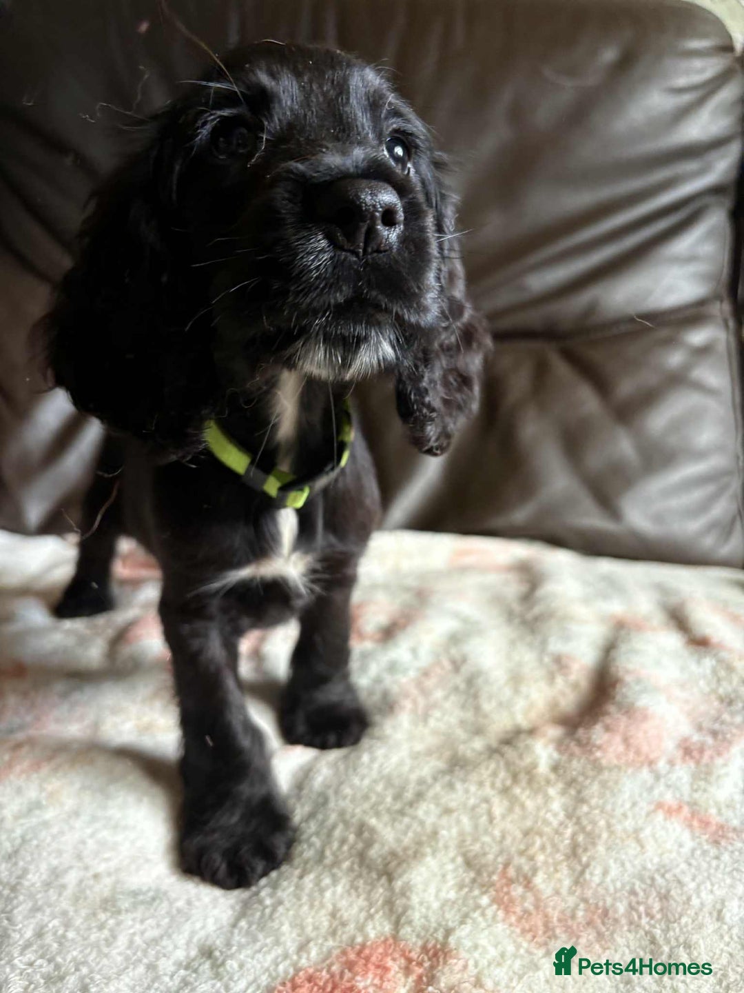 Cocker Spaniel dogs for sale: Show type Cocker Spaniel Puppies - Image 14