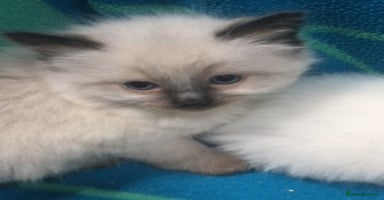 Ragdoll cats - Advert 2