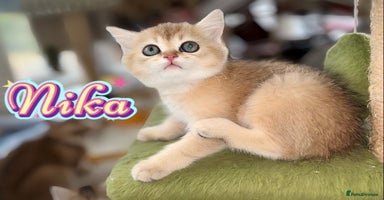 British Shorthair cats - Advert 4