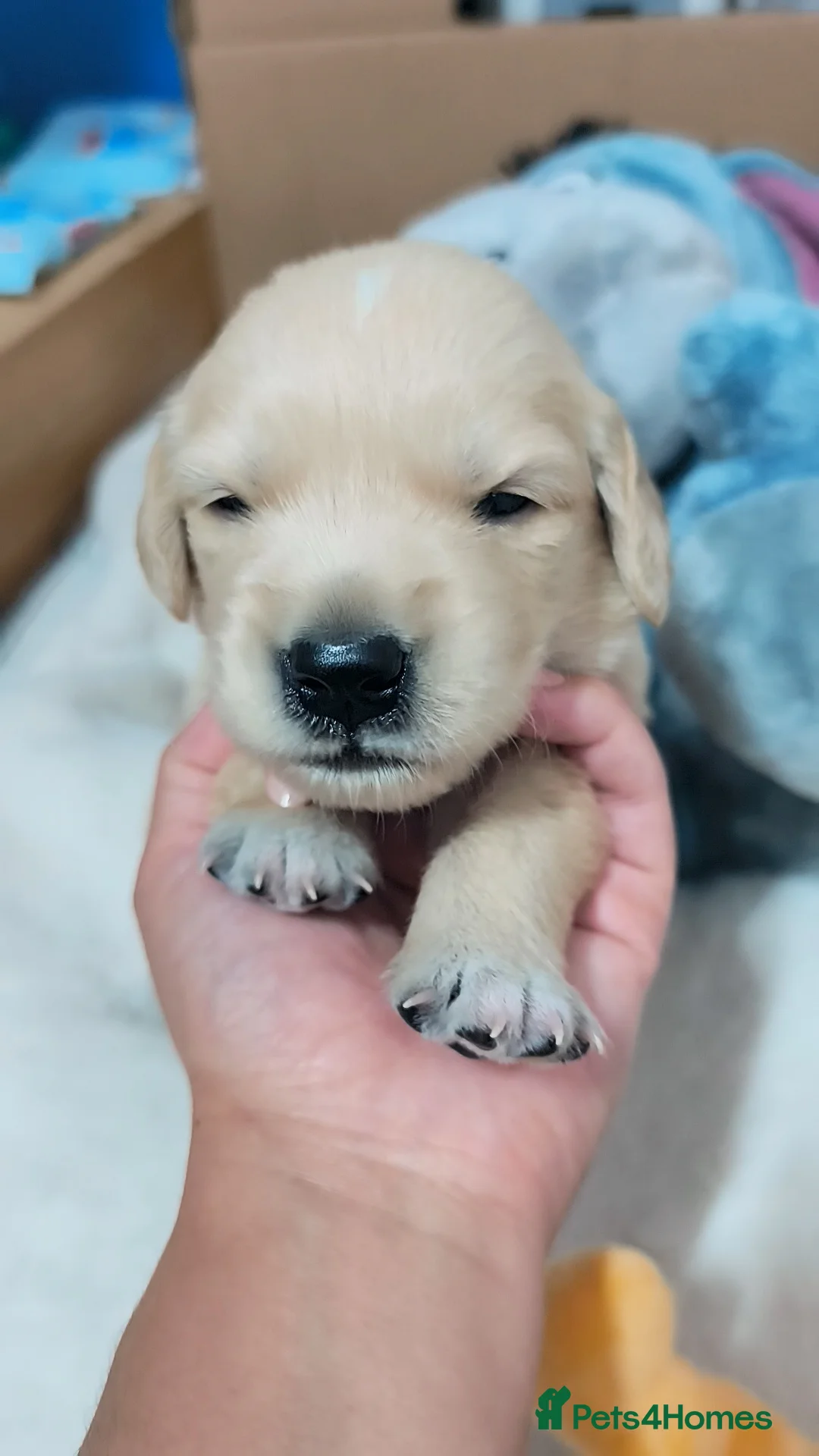 Golden Retriever dogs for sale: ✨🐾 Beautiful Golden Retriever Puppies🐾✨ - Advert 2