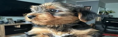 Yorkshire Terrier 3