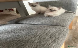 Ragdoll cats for sale: Stunning Bluepoint Ragdoll kittens!  - Image 29