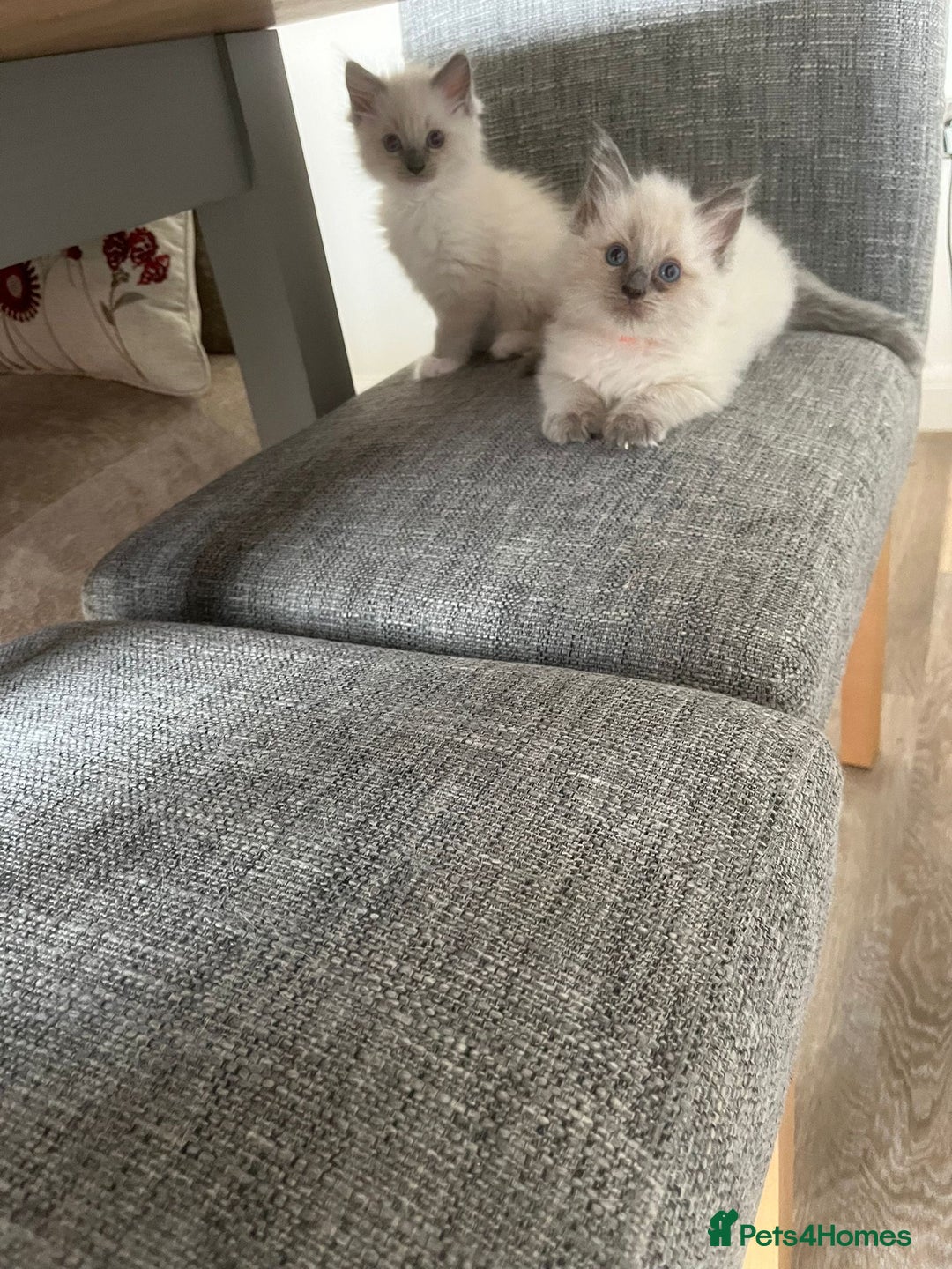Ragdoll cats for sale: Stunning Bluepoint Ragdoll kittens!  - Image 29