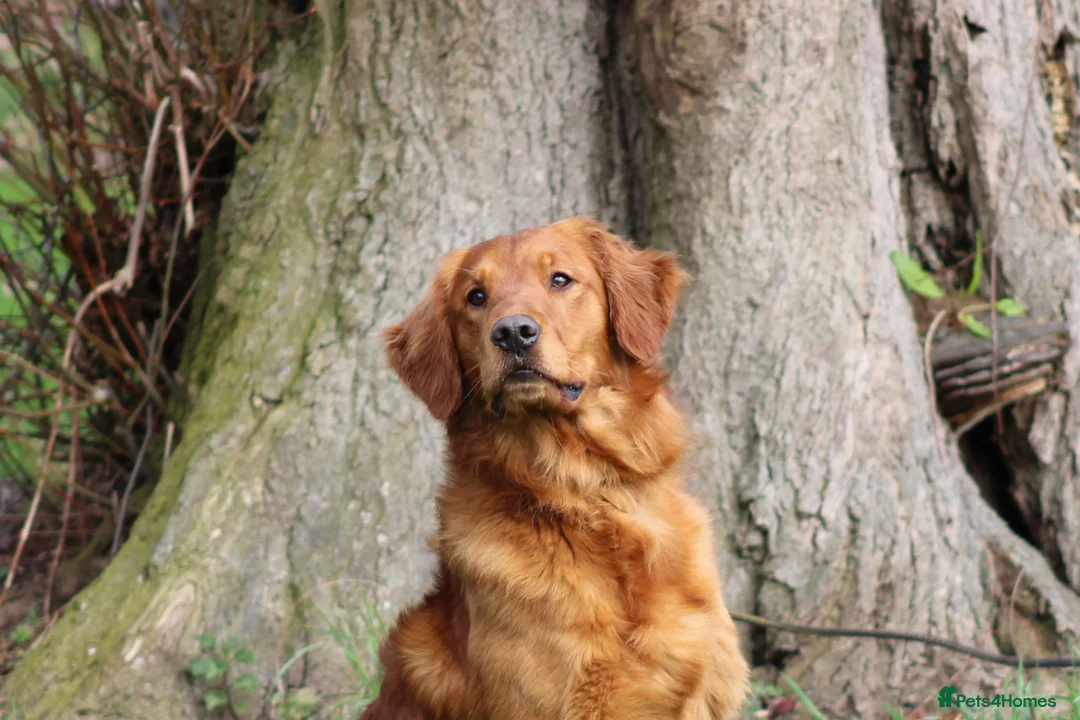 Golden Retriever dogs for stud: EXTENSIVELY health tested with excellent results! in Newark - Advert 5