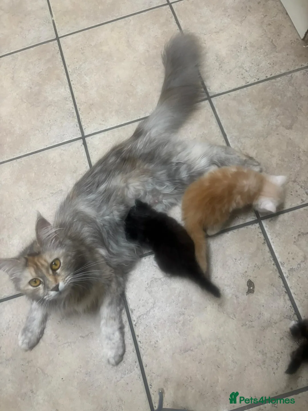 Mixed Breed cats for sale: Maine coon mix - Advert 8