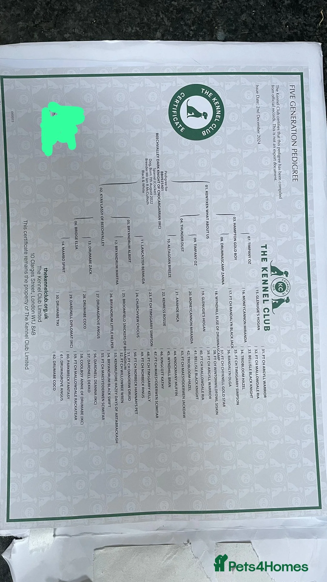 Cocker Spaniel dogs for stud: Working Cocker Spaniel available for Stud  in Chelmsford - Advert 20