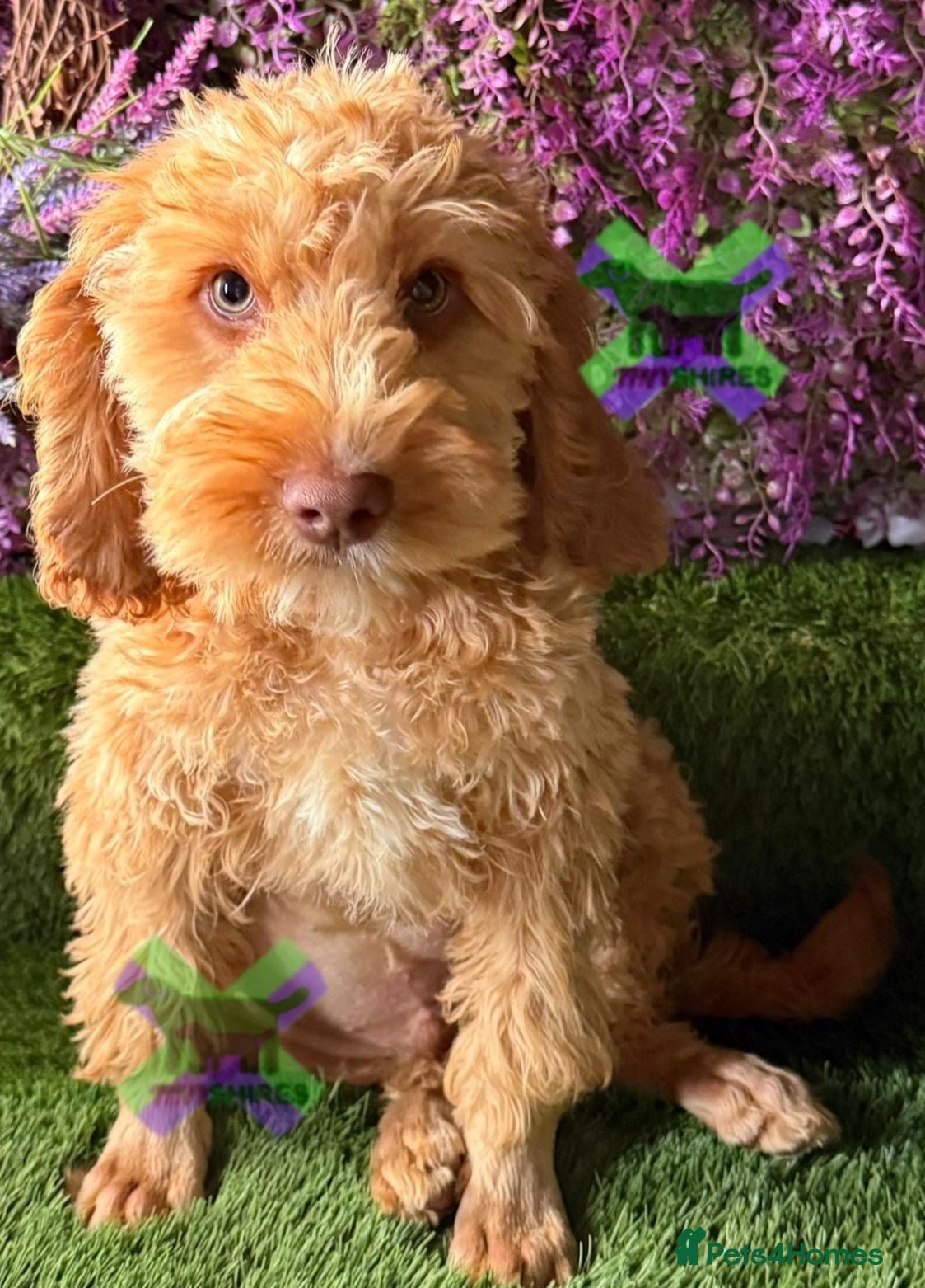 Cockapoo dogs F1 mini cockapoo boy 30 dna health tested clear  - Advert 2