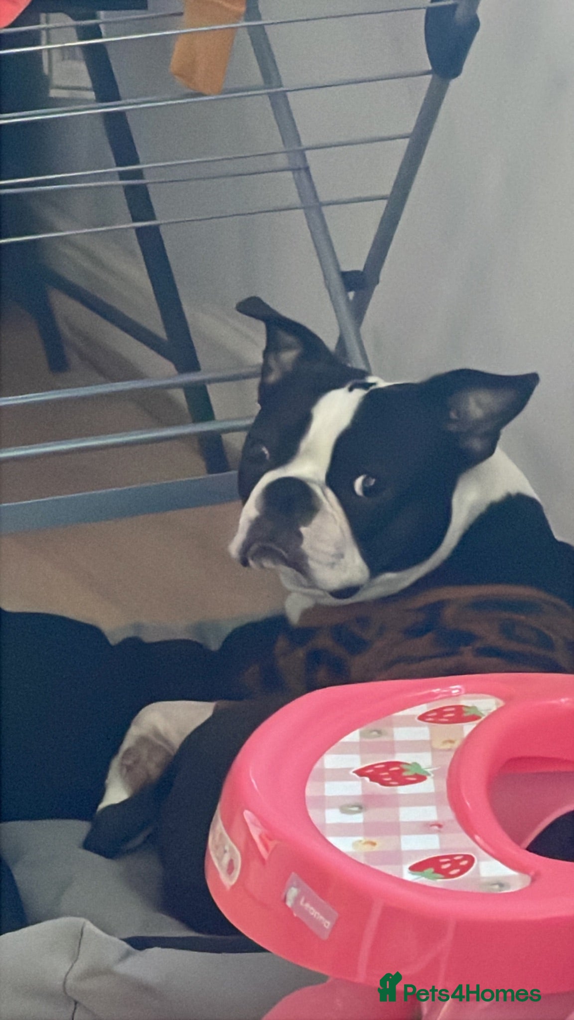 Boston Terrier dogs Giving my dog away for free - Advert 4