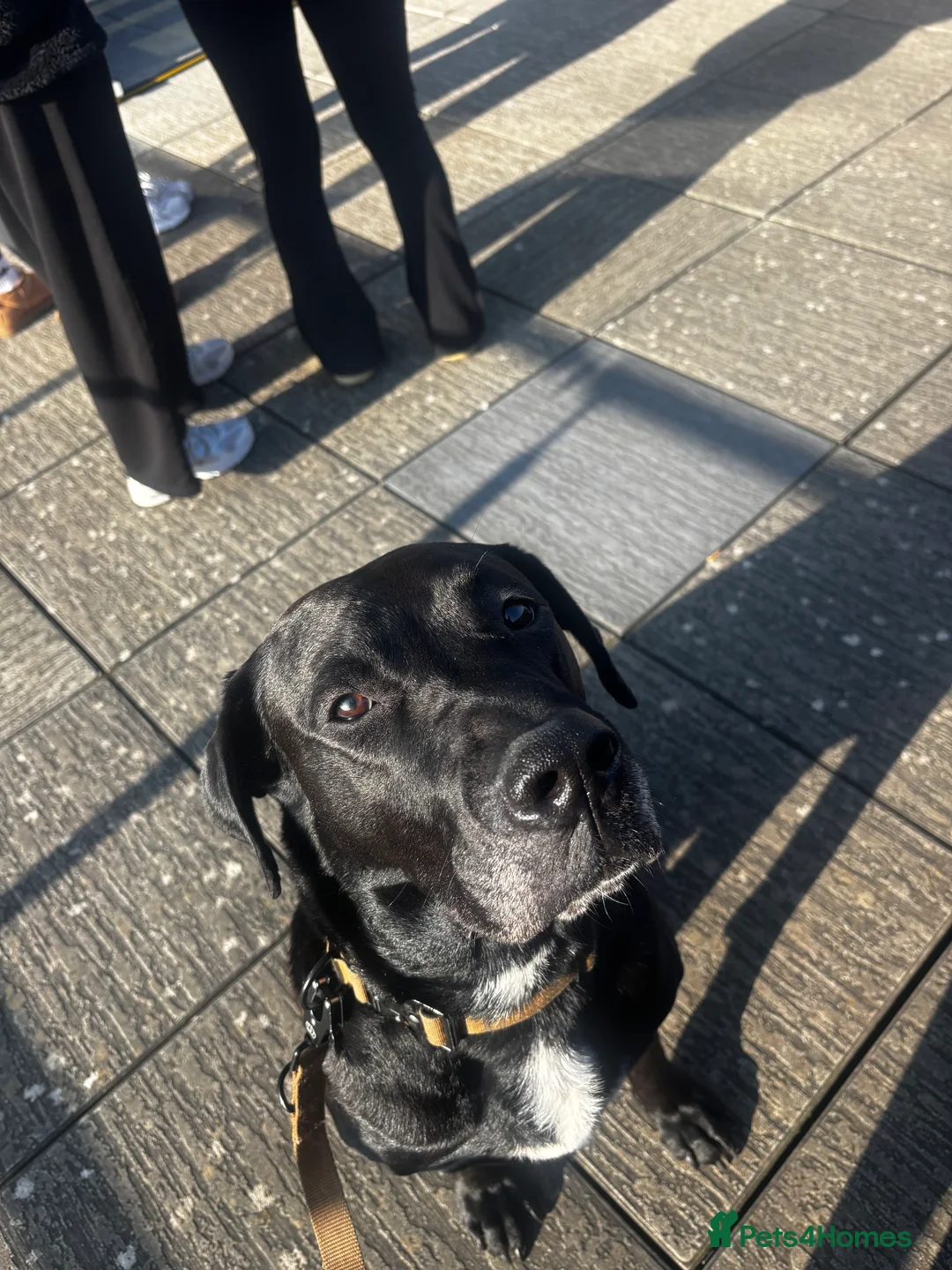 Mixed Breed dogs for sale: Gorgeous loving boy  in Derby - Advert 2