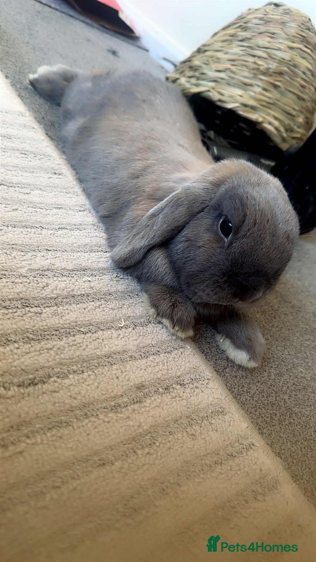Mini Lop rabbits 2 indoor rabbits  - Advert 1