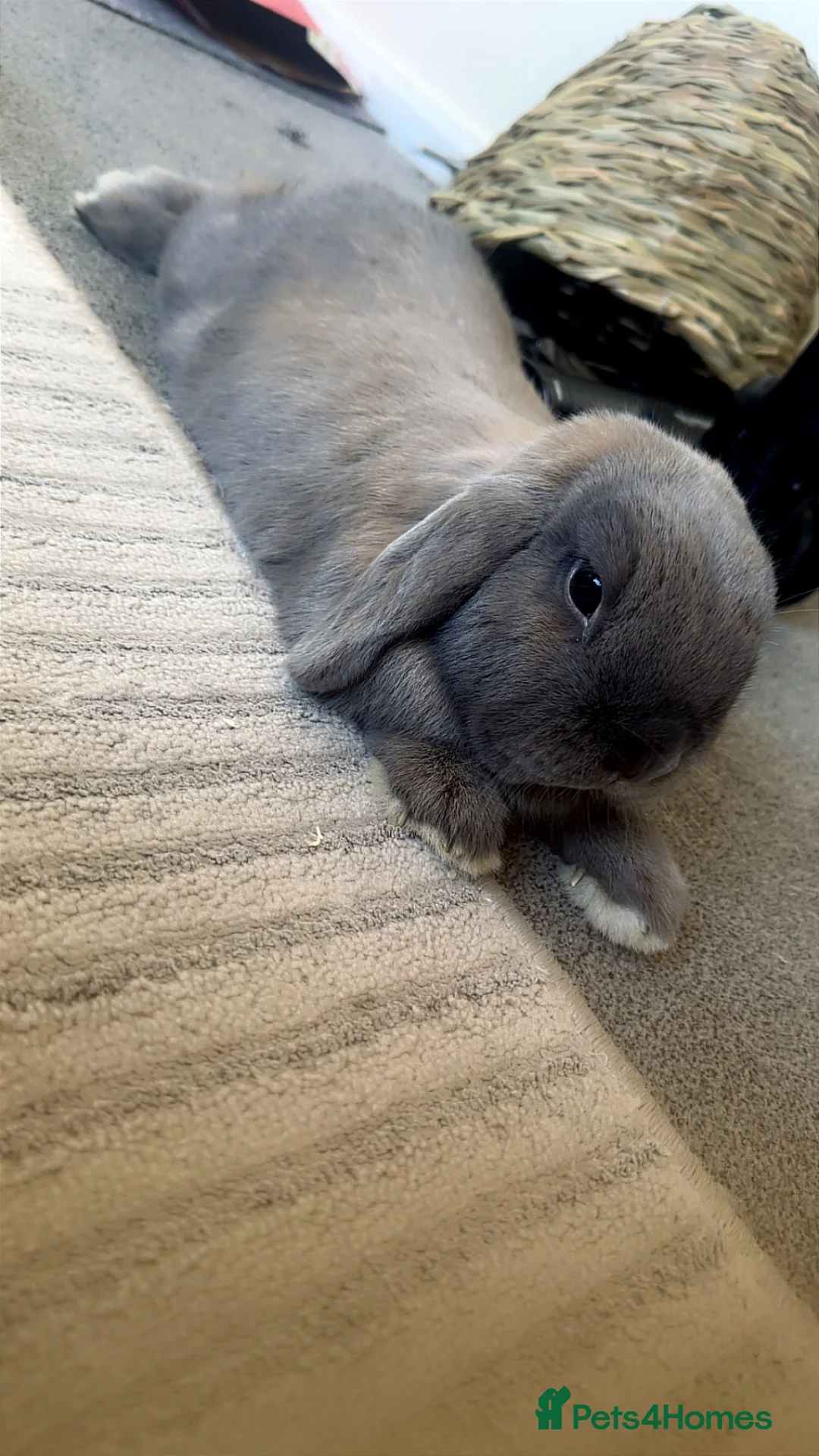 Mini Lop rabbits for sale: 2 indoor rabbits  - Advert 1
