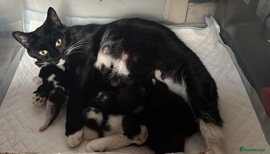 Mixed Breed cats for sale: Adorable black & white boy kittens - ready in 2wks - Advert 40