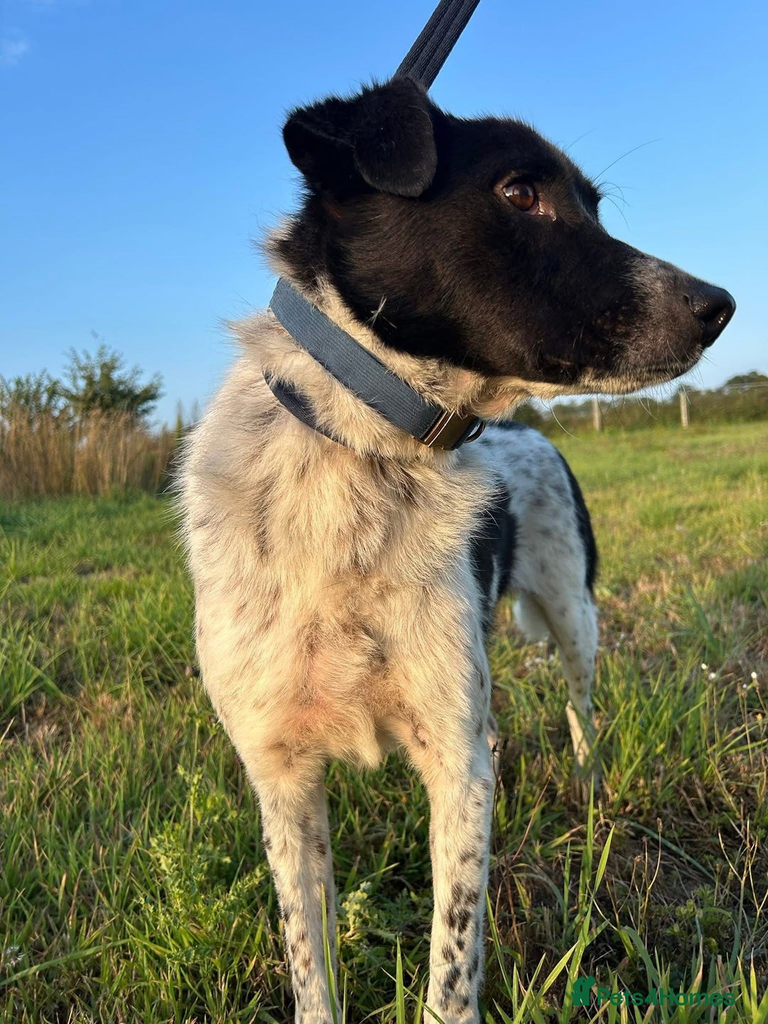 Mixed Breed dogs for adoption: Herby - Norwich Norfolk  - Image 7