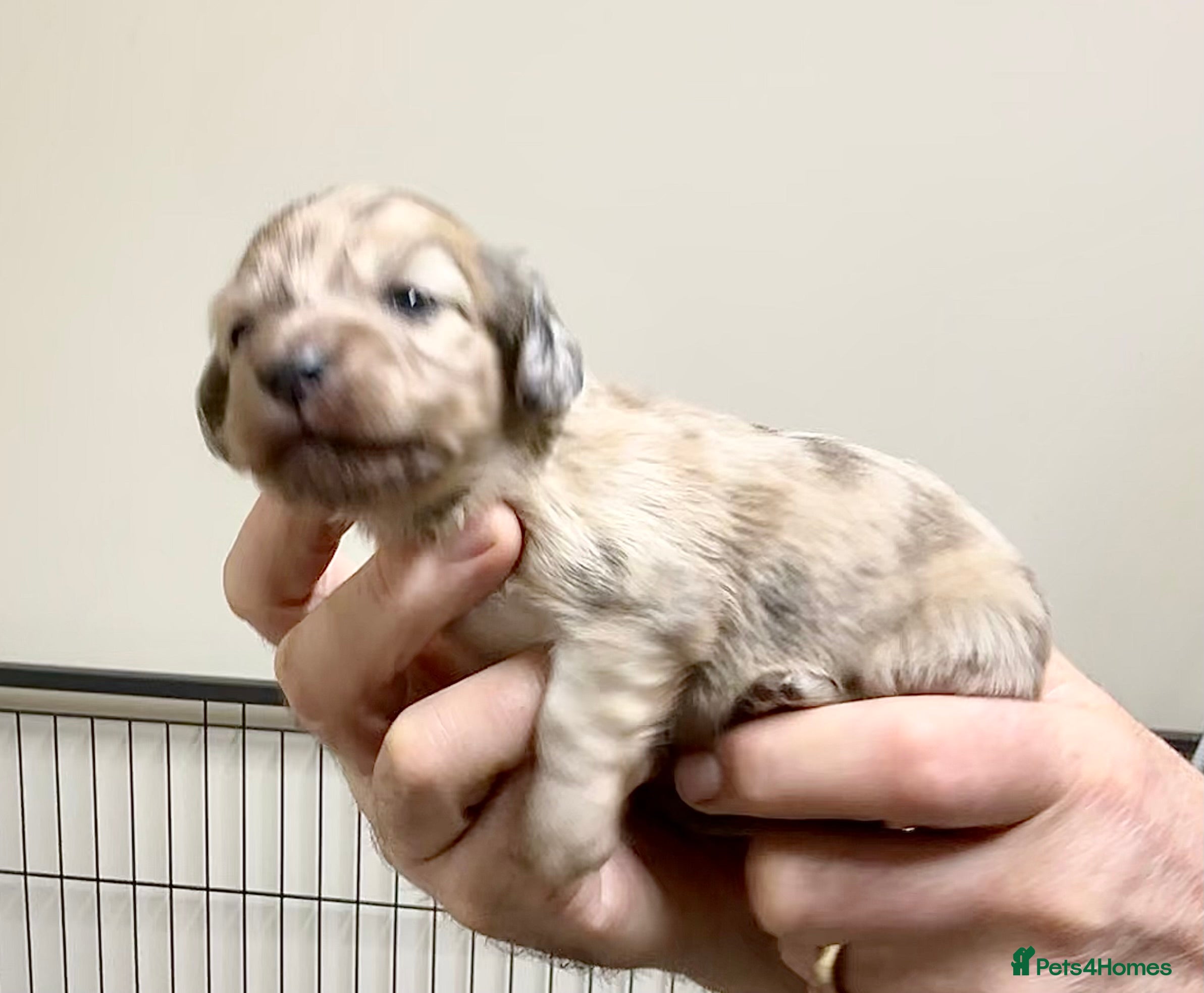 Miniature Dachshund dogs KC reg mini longhaired dachshund pups - Advert 10