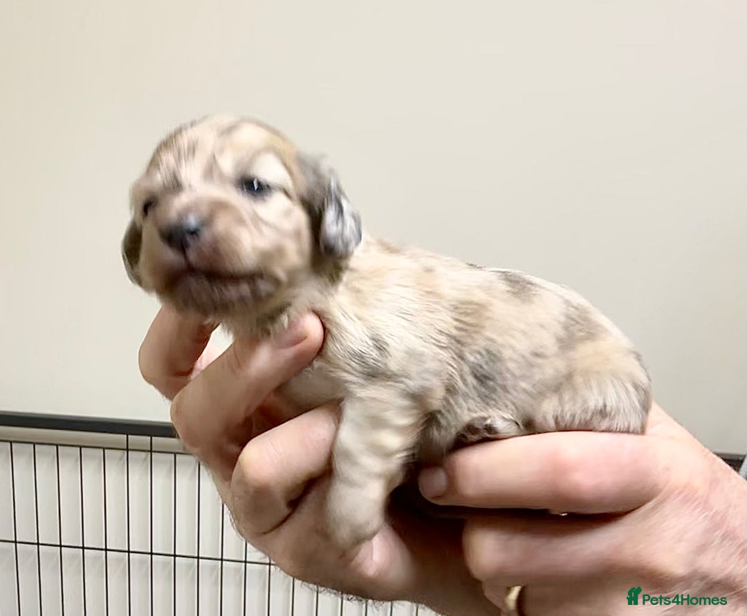 Miniature Dachshund dogs for sale: KC reg mini longhaired dachshund pups - Advert 1