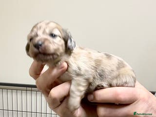 Miniature Dachshund dogs KC reg mini longhaired dachshund pups - Advert 6