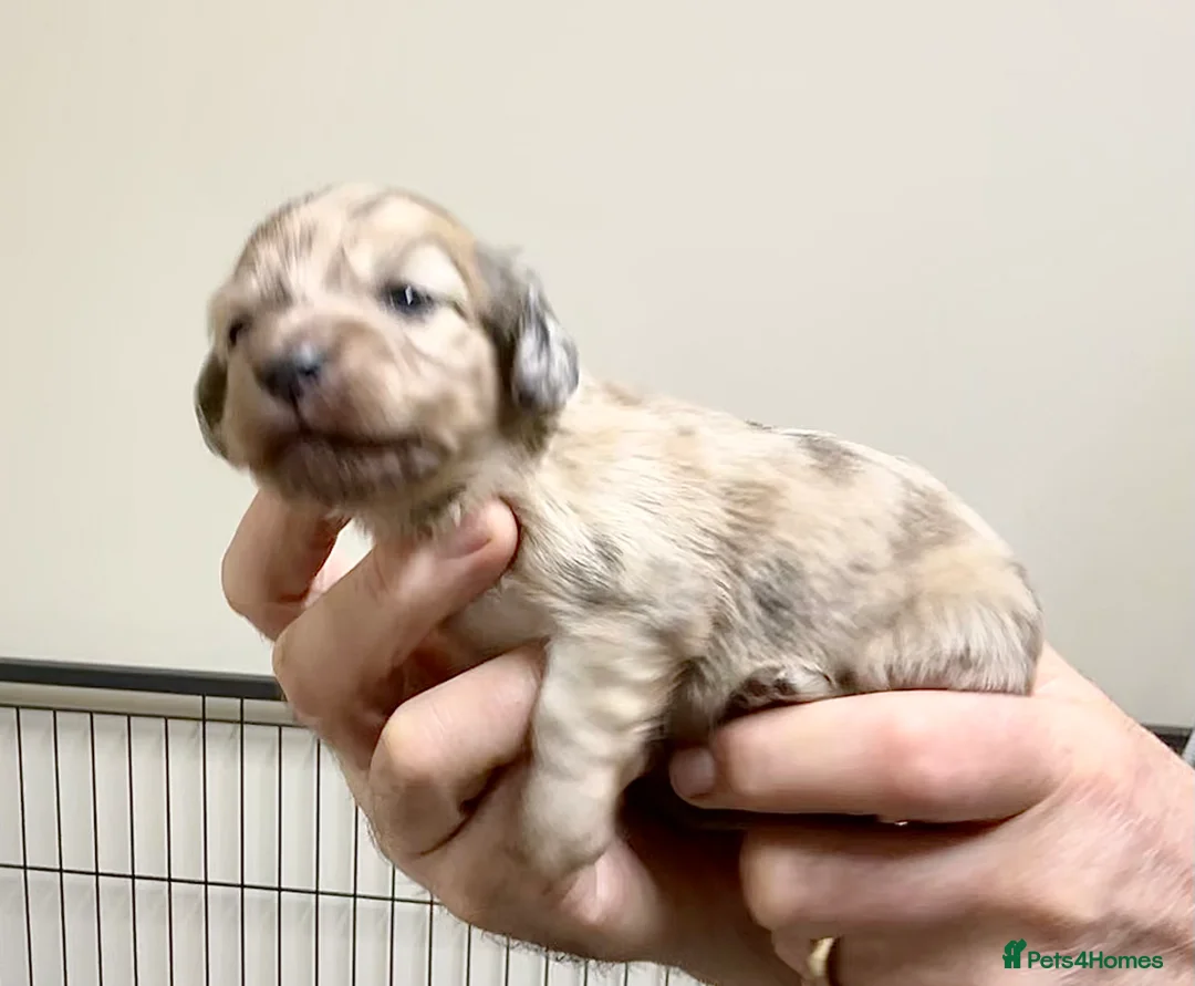 Miniature Dachshund dogs for sale: KC reg mini longhaired dachshund pups 1 girl2xboys - Advert 36