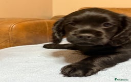 Cockapoo dogs for sale: Cockerpoo puppies 3 girls 3 boys - Image 1