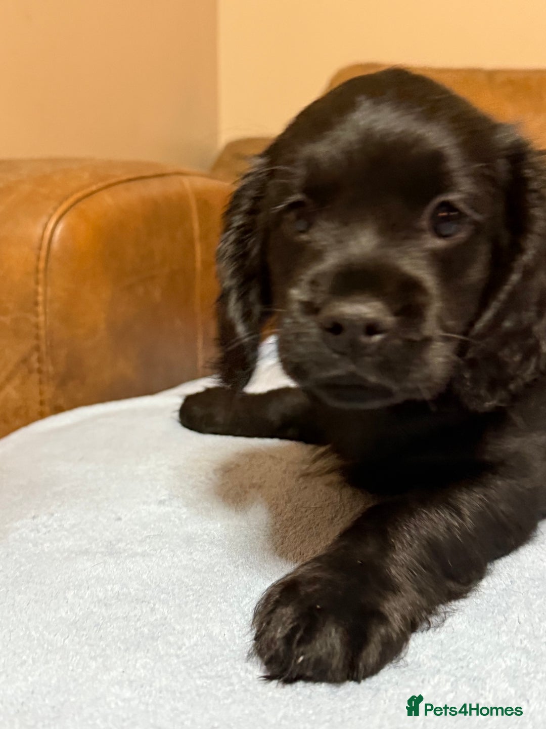 Cockapoo dogs for sale: Cockerpoo puppies 3 girls 3 boys - Image 1