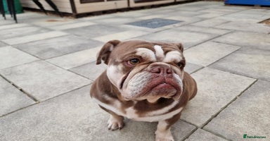 English Bulldog dogs - Advert 11