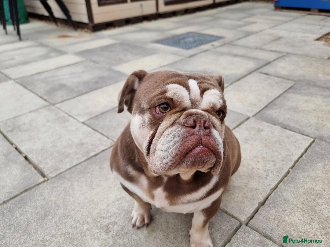 English Bulldog dogs for sale: 3 Year old Beautiful Chocolate and Tan Female - Image 2