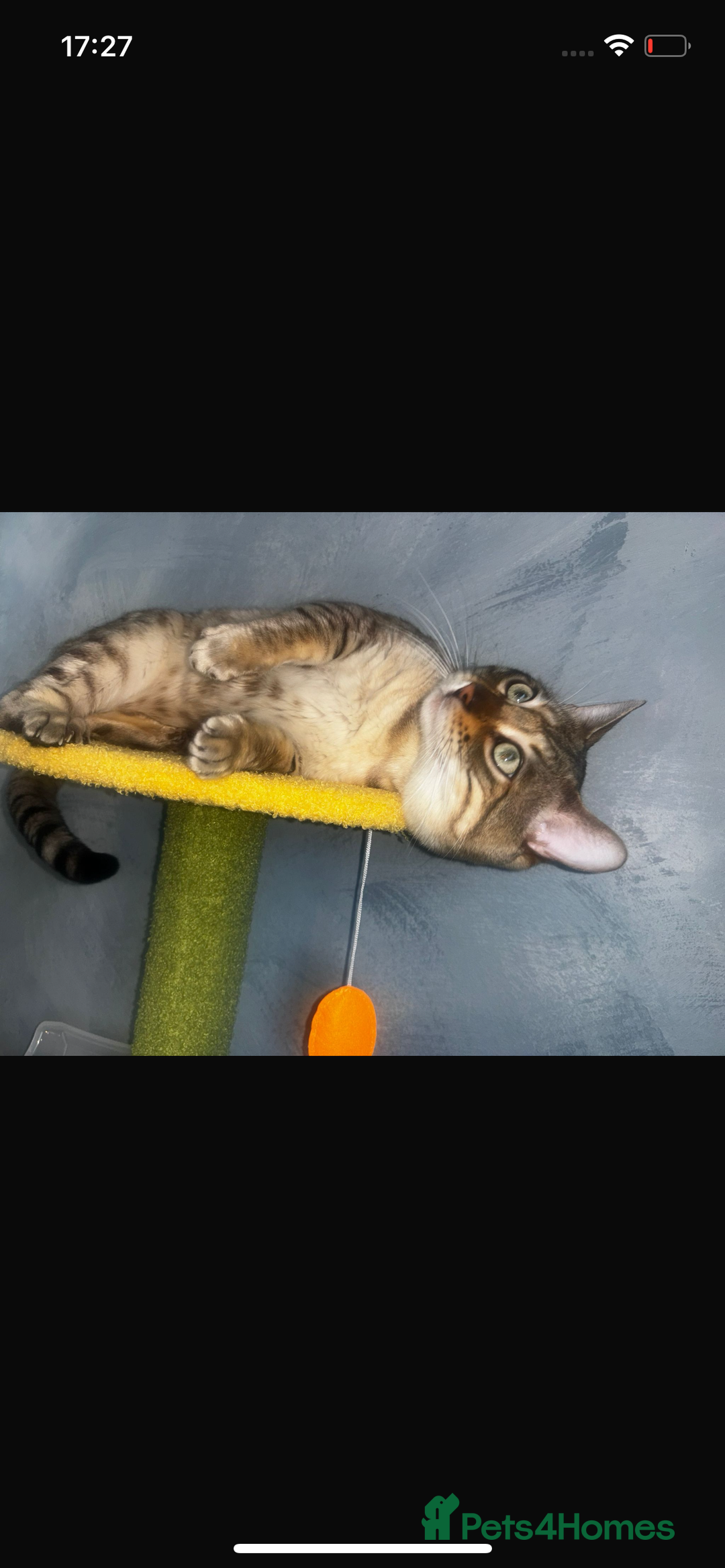 Bengal cats for sale: snow bengal  - Advert 11