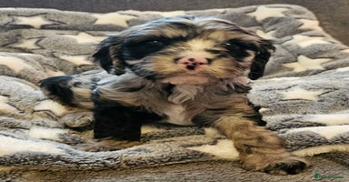 Cavapoo dogs - Advert 3