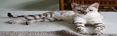 Bengal 1