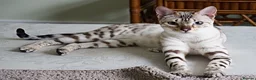Bengal cats for sale: Superb Active Reg Snow Bengal Queen  - Advert 3