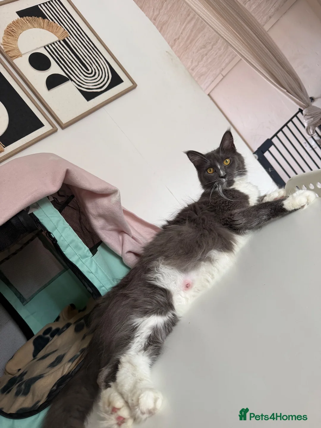 Maine Coon cats for sale: 🐾maine coon kittens - loving pet homes only🐾 - Advert 12