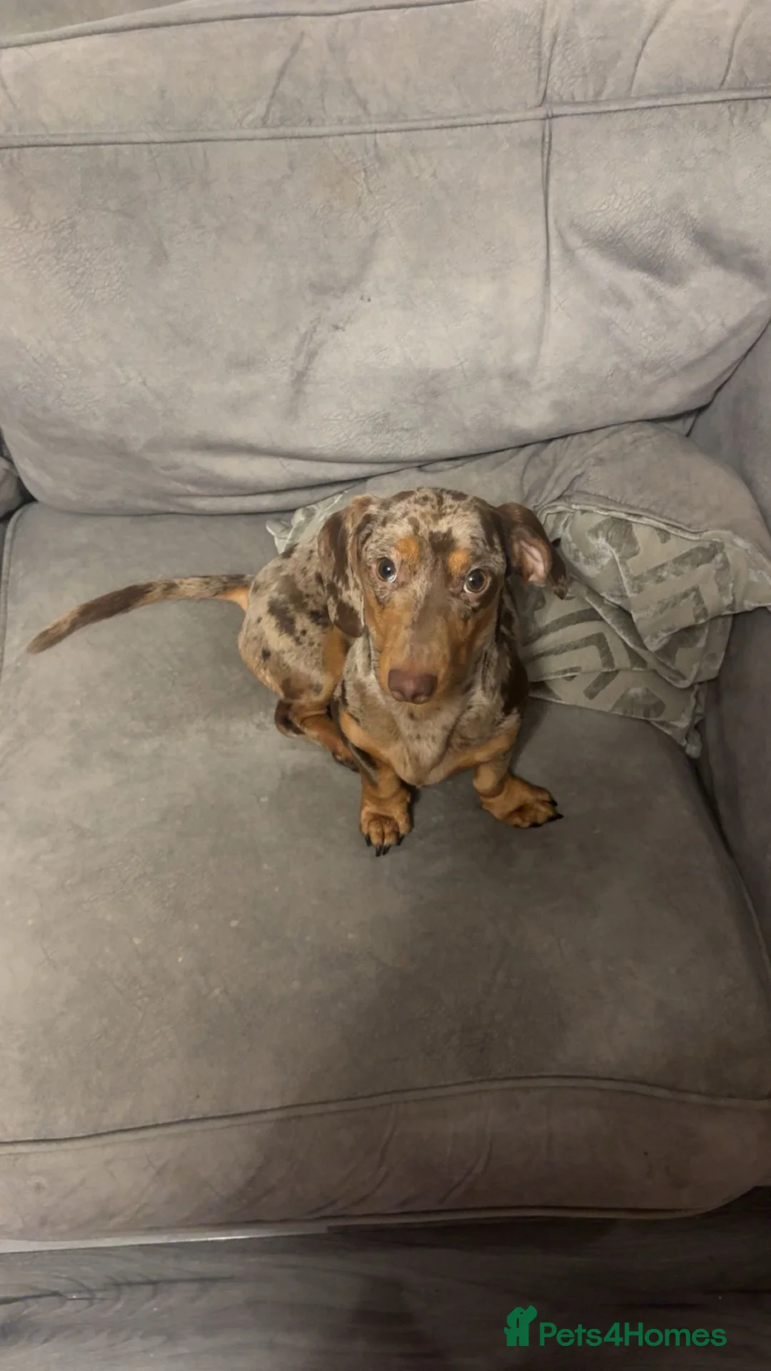 Miniature Dachshund dogs for sale: 1 year old miniature dachshund  - Advert 3
