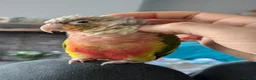 Conures birds for sale: Green cheek conure with cage and toys in Holmfirth - Advert 4