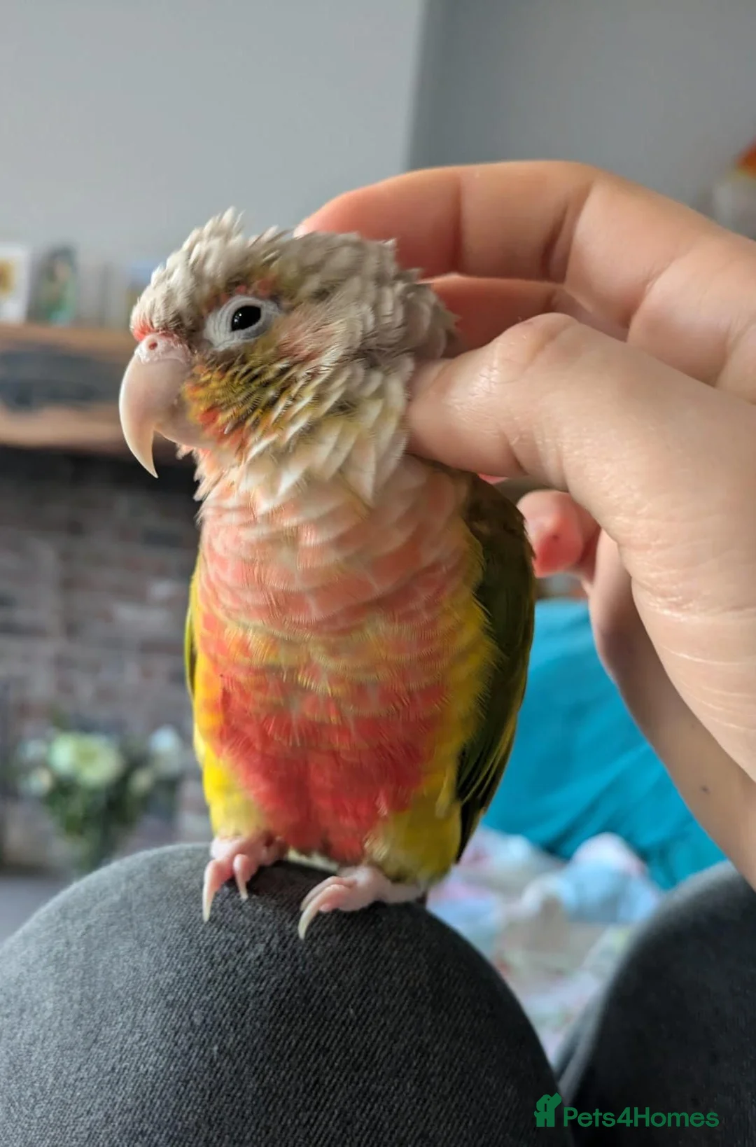 Conures birds for sale: Green cheek conure with cage and toys in Holmfirth - Advert 4