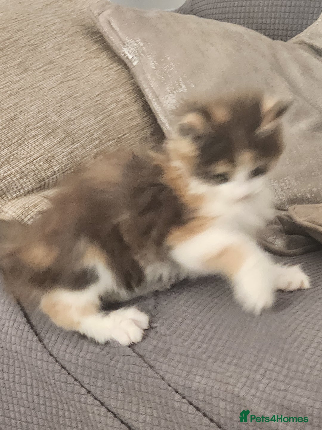 Maine Coon cats for sale: Maine Coon Kittens purebred – READY NOW - Image 35