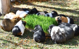 Guinea Pig rodents for sale: 8 Week Old Boar Guinea Pigs - Image 3