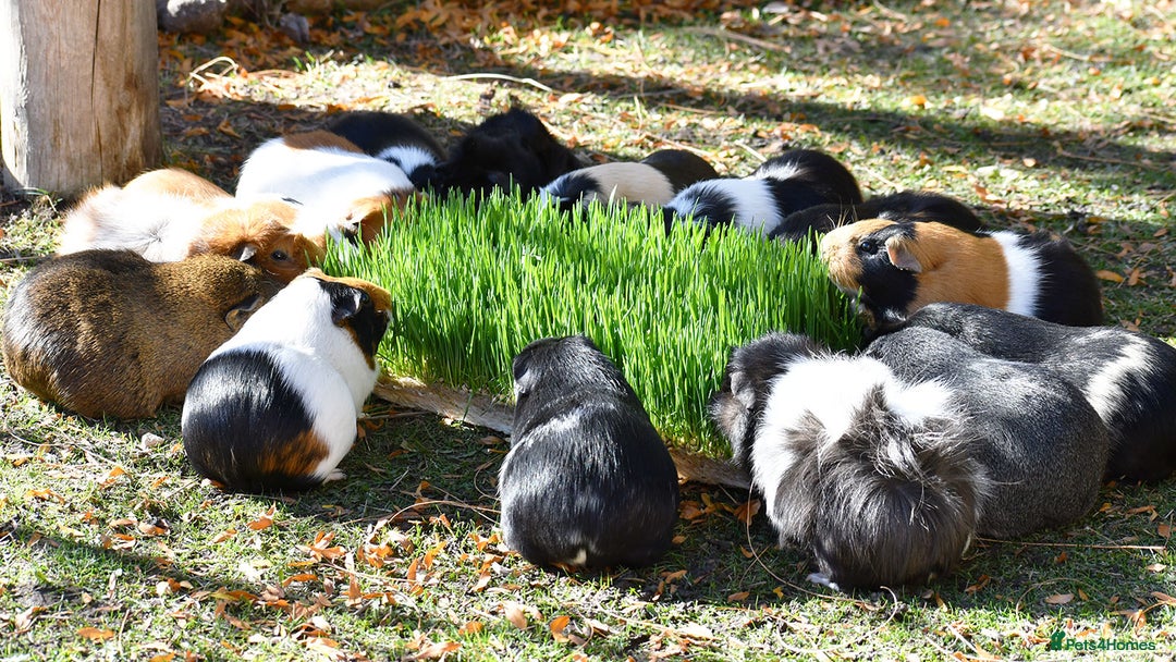 Guinea Pig rodents for sale: 8 Week Old Boar Guinea Pigs - Image 3