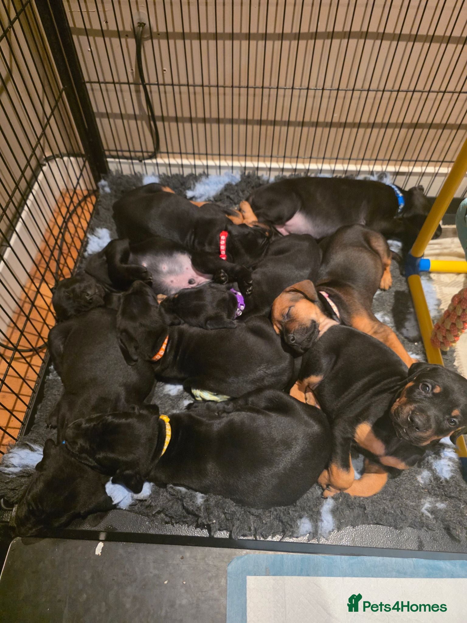 Mixed Breed dogs Cane Corso x Dobermann puppies - Advert 1