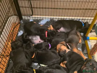 Mixed Breed dogs Cane Corso x Dobermann puppies - Advert 1