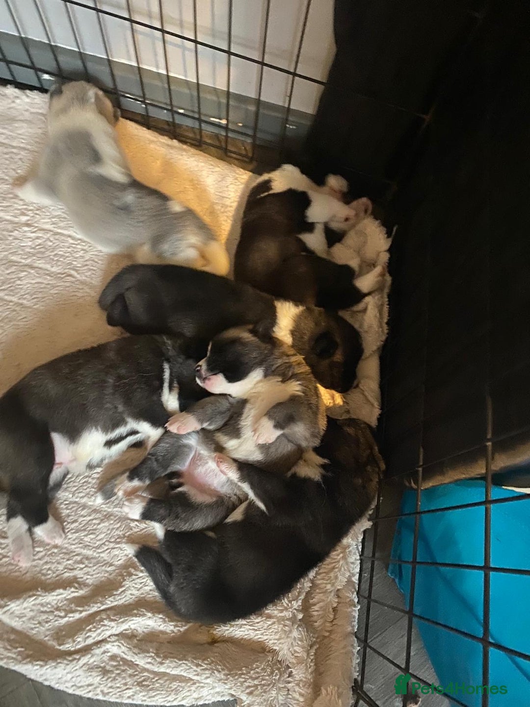 Akita dogs for sale: American akita puppies x7 - Image 6