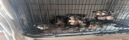 Yorkshire Terrier dogs for sale: Yorkshire terrier puppies  - Advert 3