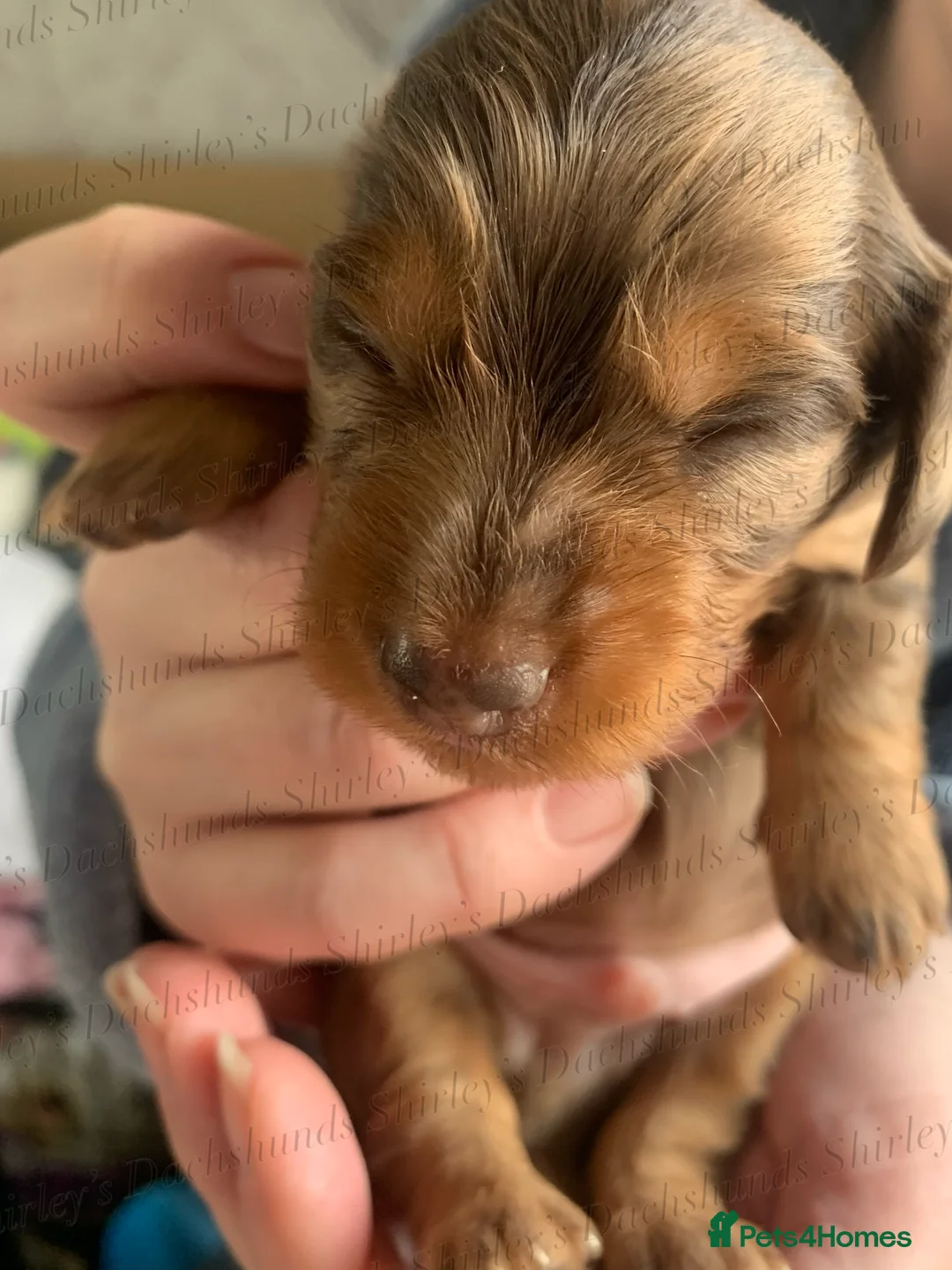 Miniature Dachshund dogs for sale: Longhaired Miniature Dachshunds KC Registered  - Advert 20
